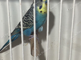 Budgies