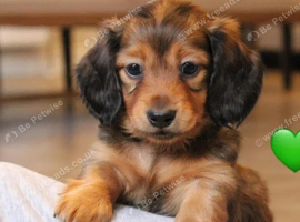 Beautiful miniature dachshund