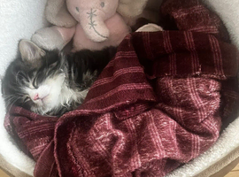 10 weeks old kitten