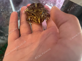 Baby pack man frog and that tank