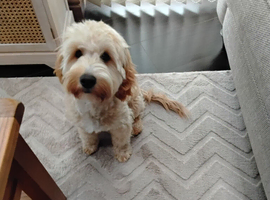 Male cockapoo