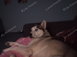 Siberian husky