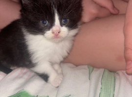 Black and white kitten
