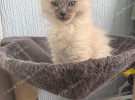 Ready now Ragdolls