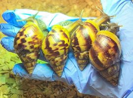Stunning Wild Type Lissachatina Fulica G.A.L.S (&pound;3 each or 2 &pound;5)