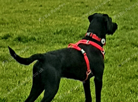 Female Pointerdor for sale