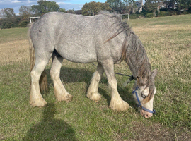 2 year old cob colt