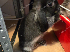 3 baby mini lops for sale