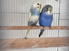 2 budgies for sale
