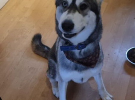 X . Husky