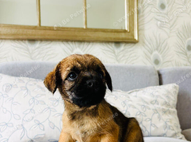 KC registered high quality Border Terriers