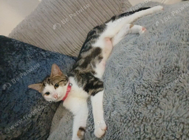 1 year old and 4 month kitten