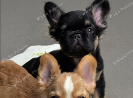 Visual fluffy french bulldog