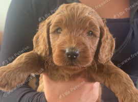 F1B Cockapoo