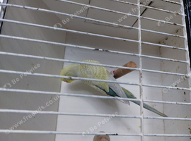 Lovely rainbow budgie