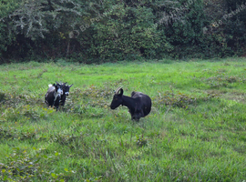 Nanny goat and 2 babies