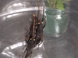 Black Beauty Stick Insects