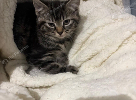 Female kitten needs new home asap
