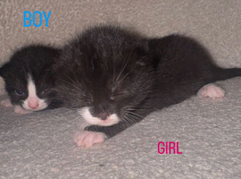 2x beautiful black and white kittens looking for new homes