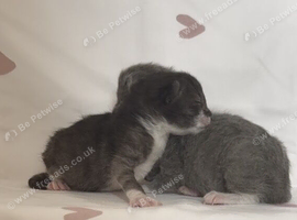 Gorgeous fluffy kittens