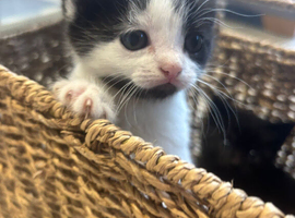 Fuffy kittens