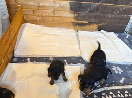 patterdale terriers
