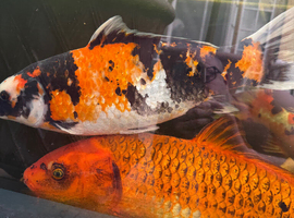 5 large koi