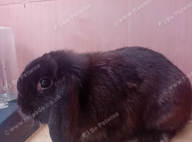 Female sable mini lop rabbit
