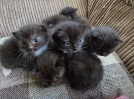 Ragdoll x kittens