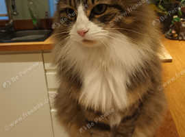 Home Visits to your pets
