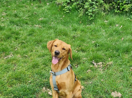 1 year old cockador for stud