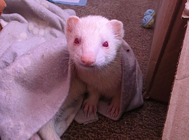 Albino jill