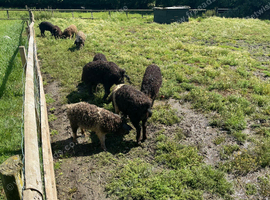 Mangaliters cross saddleback boars for sale