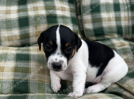 Jack Russell pups