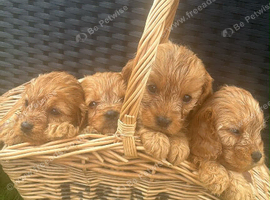 Four cavapoos
