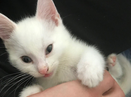 Last boy kitten
