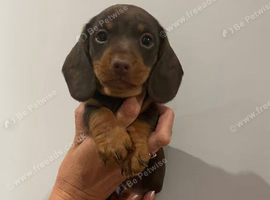 Miniature Dachshund