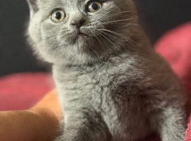 Gccf Blue and lilac British shorthair kittens