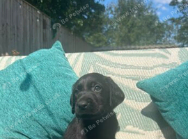 KC Registered Black Labrador Retriever Puppies