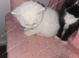 2 kittens