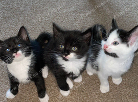 5 lovely kittens looking for forever homes
