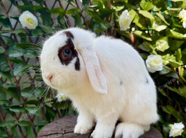 Male Mini Lop &bull; Broken Choc VM