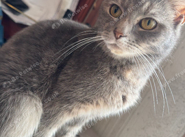 Light beautiful tabby