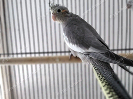 Normal Male Cockatiel
