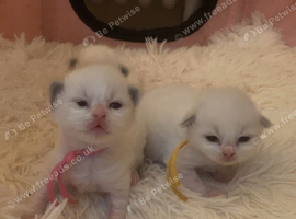 Ragdoll Kittens For Sale