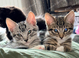 Maine Coon kittens