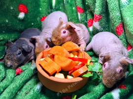 Baby Skinny Pigs boys & girls