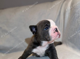 English Bulldog Puppies &ndash; 1 Beautiful Male & 1 Gorgeous Female Available