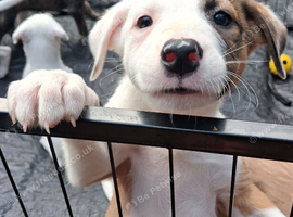 Well bred beautiful lurcher puppies