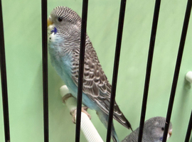 Black face splits black wing